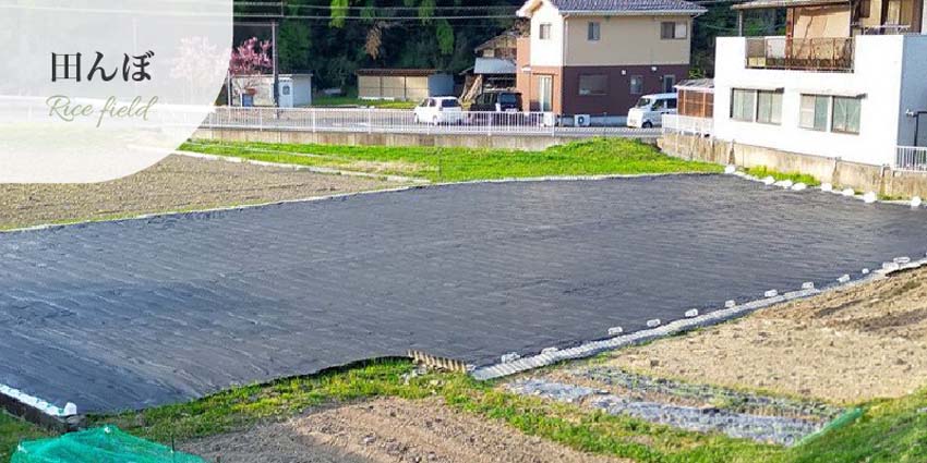 防草シート田んぼの事例