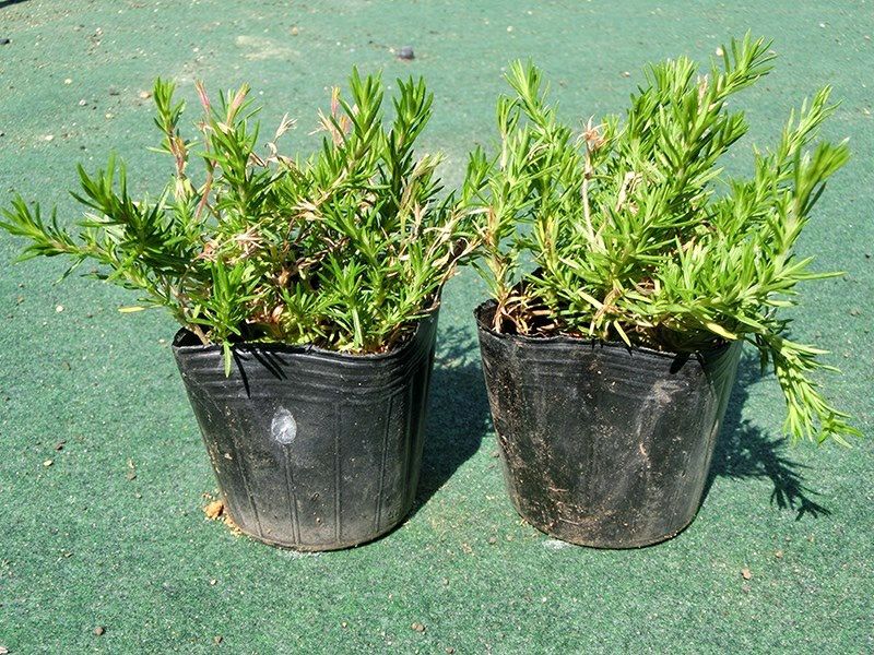 [5月中旬の苗]花が終わった後の花ガラがついている場合があります。
苗の根元の葉(冬場の古い葉)が茶色く残っている場合があります。