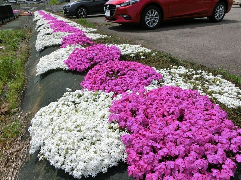 [事例]ダニエルクッションと白い品種モンブランを植えた事例です。
花びらのサイズが一際大きいです。