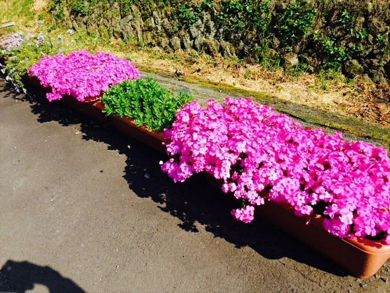 芝桜 ダニエルクッション(桃色)200株セット | 防草シート専門店 防草