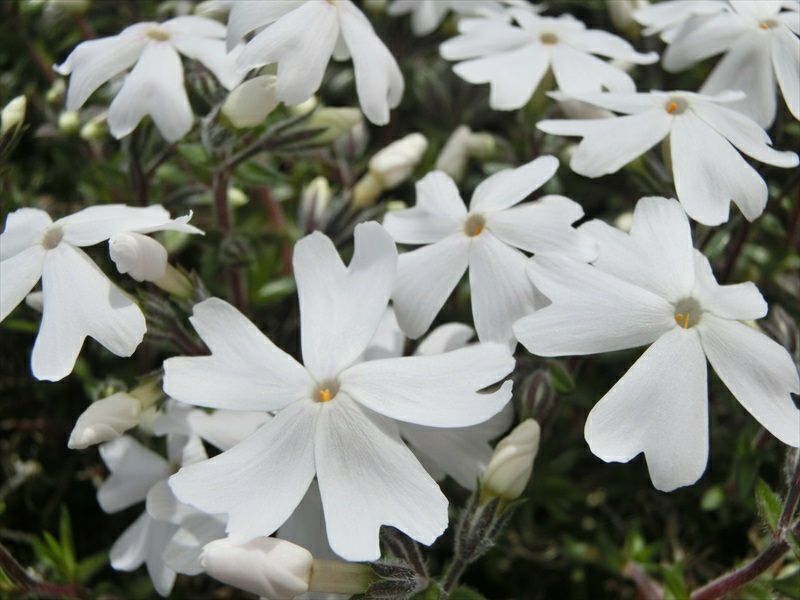 【直径9cmのポット苗】
際立つ白が特徴的。生長は穏やかですが丈夫で育てやすい!